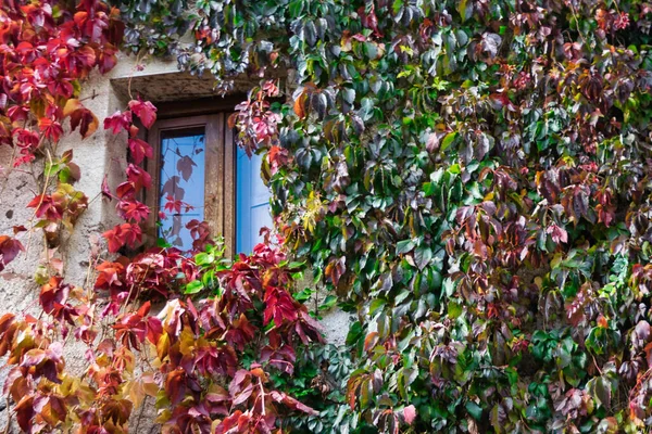 Renkli bir sarmaşık ve sonbaharda küçük bir pencere ile kaplı bir kırsal ev cephesi.