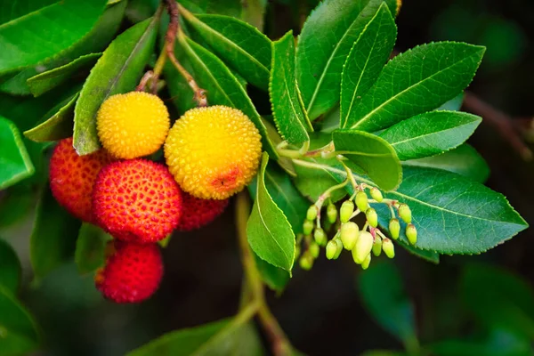 stock image Arbutus branches, leaves, seed and fruits close-up.