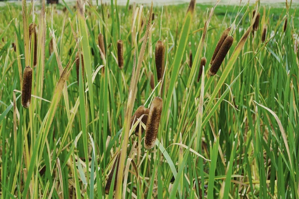 stock image A closeup shot of a group cattails or typha plants.