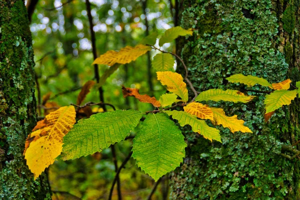 Kestane ağacı dalları ve yaprakları sonbaharda yakınlaşır.