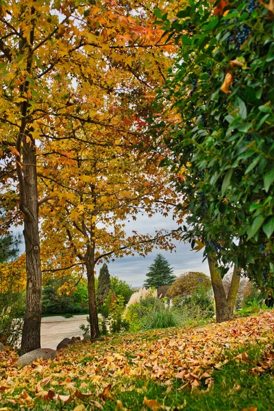 Piękny Jesienny Krajobraz Parku Kolorowymi Drzewami Roślinami — Zdjęcie stockowe