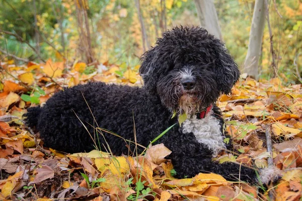 Portret Uroczego Czarno Białego Psa Wodnego Leżącego Parku Opadłych Jesiennych — Zdjęcie stockowe