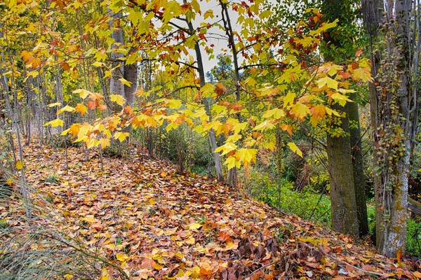 Piękny Jesienny Krajobraz Lasu Kolorowymi Drzewami Ścieżką Pokrytą Opadłymi Liśćmi — Zdjęcie stockowe