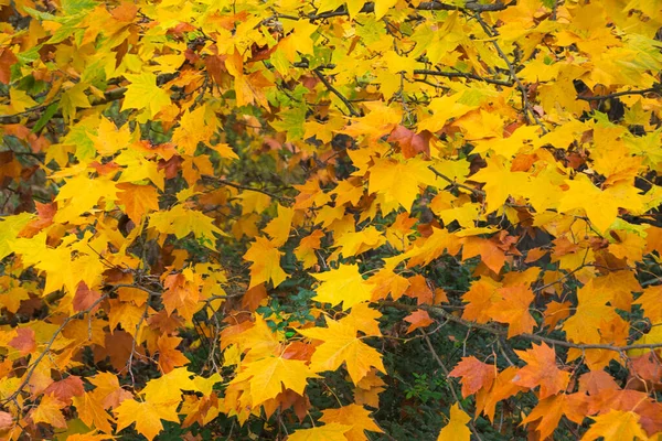 Akçaağaç yapraklarının arka planında sonbaharda sarı ve turuncu renkler.