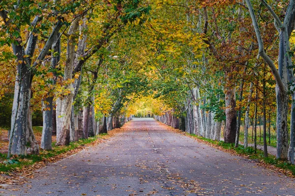 Beautiful Autumn View Tree Lined Alley Forming Tunnel Casa Campo — Stock Photo, Image