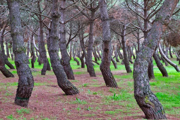 Pine Forest Curious Crooked Trunks — Stock Photo, Image