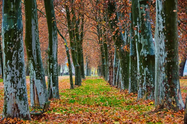 Осенняя Аллея Деревьями Землей Покрытой Опавшими Листьями Парке Аранхуэсе Испания — стоковое фото