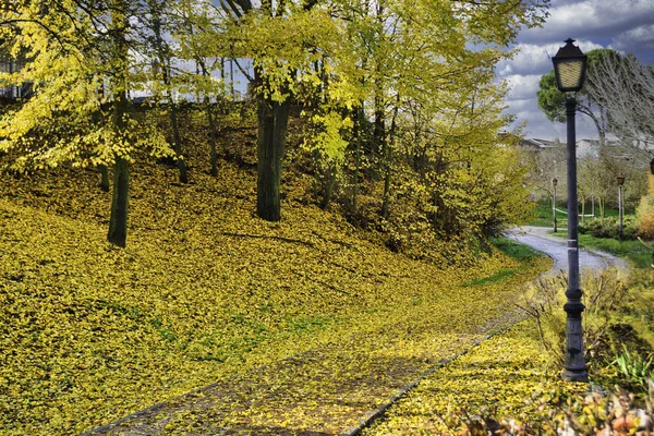 Kolorowy Widok Jesiennej Ścieżki Rowerowej Pokrytej Opadłymi Jesiennymi Liśćmi — Zdjęcie stockowe