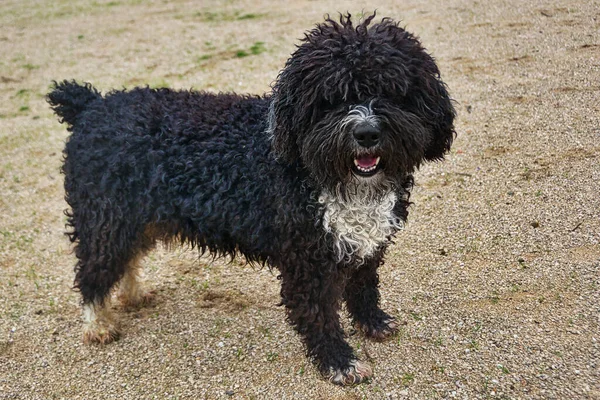 公园里一只可爱的黑白水犬的肖像 — 图库照片