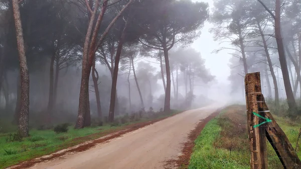 Sisli bir sabahta sisle kaplı bir çam ormanına açılan gizemli bir manzara..