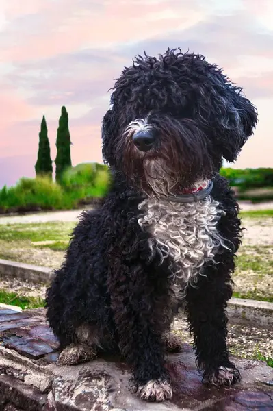 Portret Pięknego Czarno Białego Hiszpańskiego Psa Wodnego Siedzącego Parku — Zdjęcie stockowe