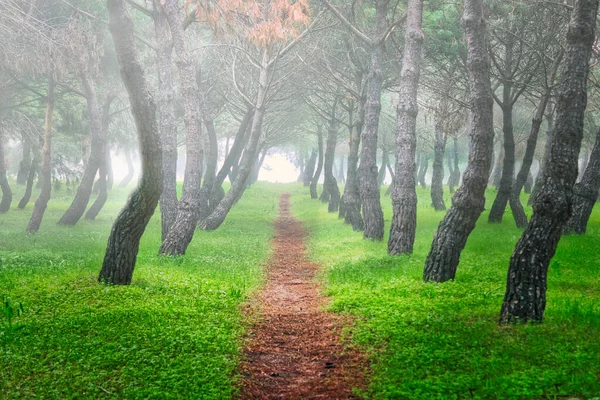 Wąska Prosta Ścieżka Sosnowym Lesie Ciekawymi Skręconymi Pniami Mglisty Jesienny — Zdjęcie stockowe