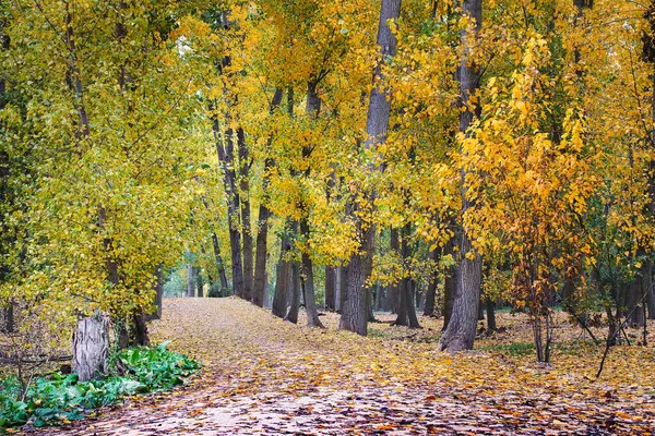 Ścieżka Pokryta Opadłymi Liśćmi Jesienny Mglisty Poranek Parku Arroyomolinos Madryt — Zdjęcie stockowe