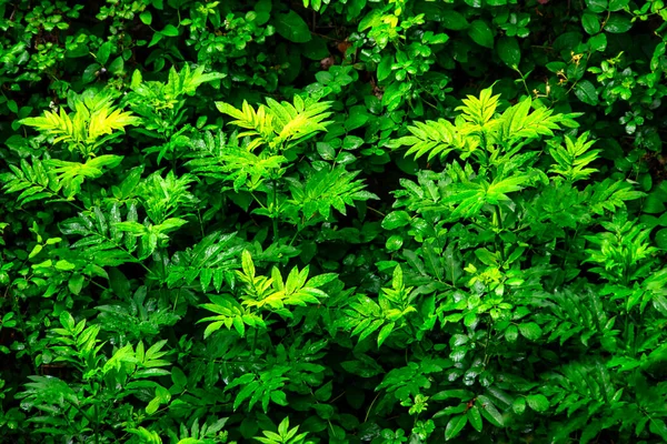 Yeşilin canlı tonlarında bitki yapraklarının çeşitli ve coşkulu arkaplanı.