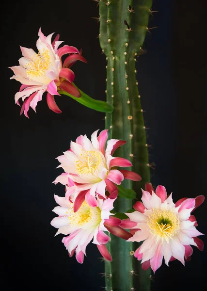 Siyah arka planda bir mısır gevreği kaktüsünün bagajı ve çiçekleri..