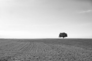 Ufukta tek bir meşe ağacı olan uçsuz bucaksız bir buğday tarlasının minimalist tek renkli görüntüsü. Yalnızlık kavramı. Kuraklık kavramı.