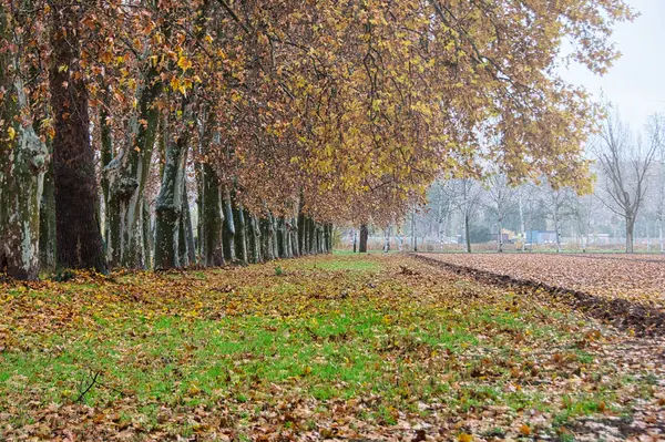 Teplá Podzimní Krajina Řadou Stínovaných Stromů Obdělávaných Sadů Španělském Aranjuez — Stock fotografie
