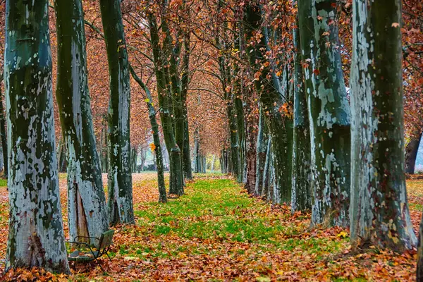 Ciepły Jesienny Krajobraz Rzędami Drzew Płaskich Cień Aranjuez Hiszpania — Zdjęcie stockowe