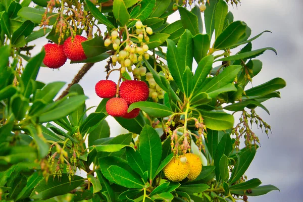 Ağacın dalları, yaprakları, çiçekleri ve meyveleri..