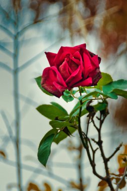 Renkli kırmızı güllü bir gül dalında.