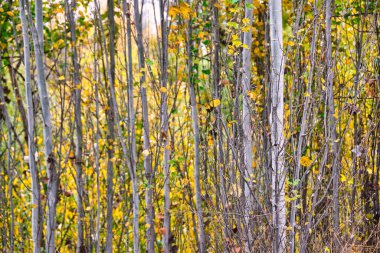 Kalın bir kavak ormanının sonbahar manzarası.