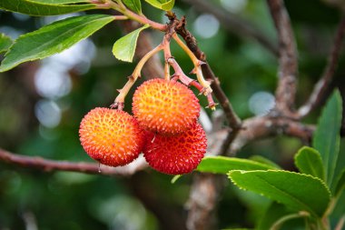 Üç böğürtlenli bir arbutus bitkisine yakın çekim.