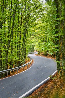 Rozas de Puerto Real, İspanya 'da kestane ağaçlarının altında kıvrımlı bir yol.