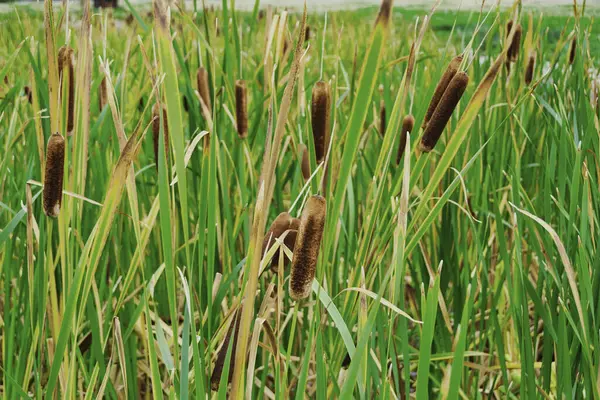 Bir göletin kenarındaki bir dizi tırtılın (typha latifolia) yakın görünümü.