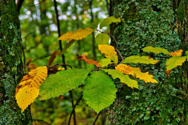 Sonbaharda bir kestane ağacının dalına ve gövdesine sarılmış. Fotoğraf: Casillas, vila (İspanya).
