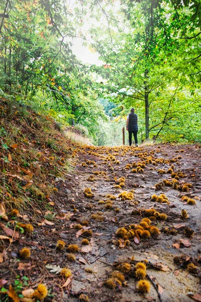 Sonbaharda İspanya 'nın Casillas belediyesinde, kestane ağaçlarının altında yürüyen yürüyüşçü..