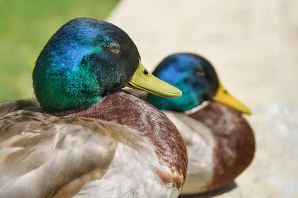 Two ducks resting at the edge of a pond.