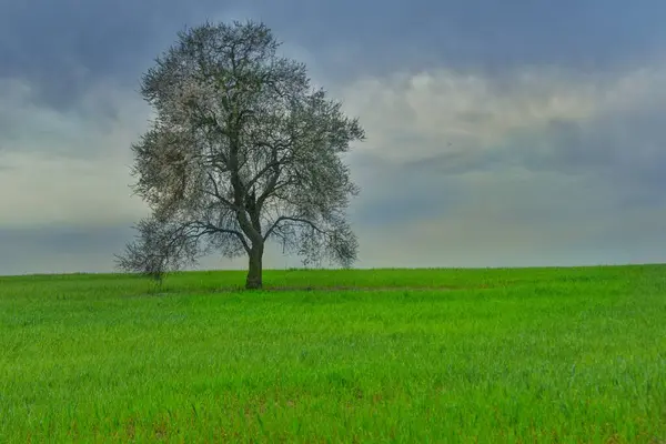 Karanlık bir günde, yeşil buğday tarlasında yalnız bir ağaç..