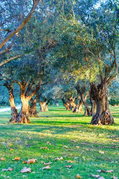 Rows of olive trees in the Parque Lineal del Manzanares, in Madrid (Spain).