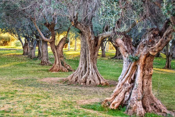 A rows of olive trees in the Parque Lineal del Manzanares, in Madrid (Spain).