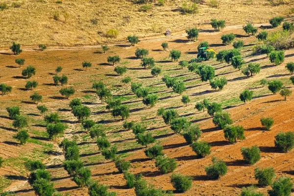 Zeytinlikte çalışan bir tarım traktörü..