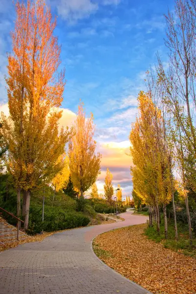 Arroyomolinos, Madrid 'de (İspanya), sıcak sonbahar renklerinde kavak ağaçlarıyla çevrili eğimli bir yürüyüş yolunun sonbahar manzarası).
