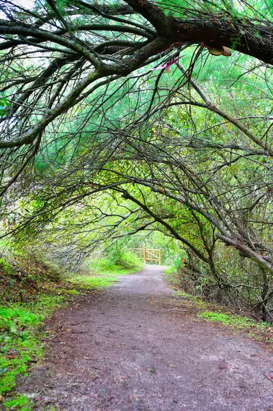 Arroyomolinos, Madrid 'in (İspanya) Sihirli Yolu üzerinde, ağaçlardan oluşan dar bir tünel boyunca yol.).