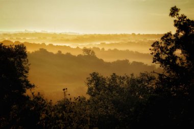 Madrid, Batres 'te (İspanya) bir meşe ormanında sisle şafak vakti).