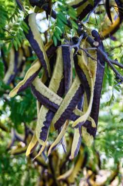 Bir grup akasya kapsülü.