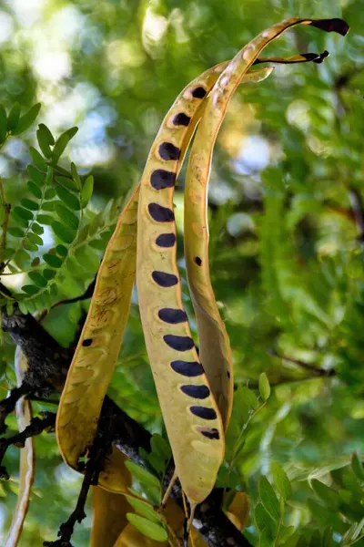 Bir grup akasya kapsülü.