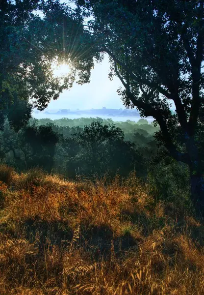 Batres, Madrid 'deki (İspanya) ağaçların yapraklarından süzülen güneş ışınlarıyla meşe ormanının görüntüsü).