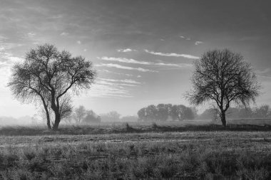 Ufukta iki ağaç ve sisli siyah ve beyaz bir manzara. Fotoğraf: Batres, Madrid (İspanya).