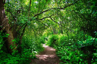 Madrid 'in Villaviciosa de Odn (İspanya) bölgesinin Dehesa del Sotillo bölgesinde, baharda bir ormanda dar bir yol vardır.).