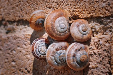 Beton duvardaki salyangozlar.