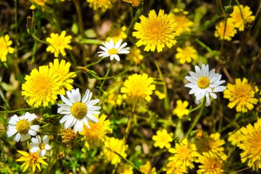 Papatya ve karahindiba çiçekli bir tarlanın ayrıntıları (taraxacum officinale).