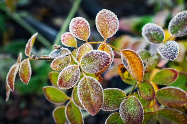 Buz kaplı gül yaprakları.