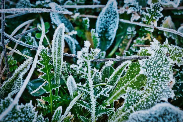 frost ile kapalı bitki yaprakları.