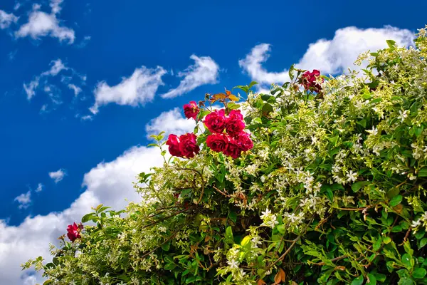 Yaseminli çalılar ve mavi gökyüzünde bulutlu güller.