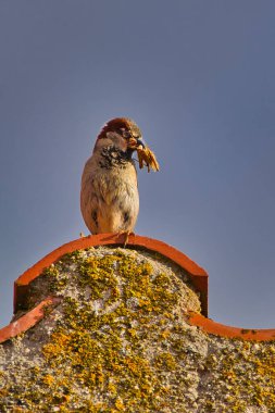 Bir serçe çatının saçaklarına tünemiş ve gagasında bir çekirge var..