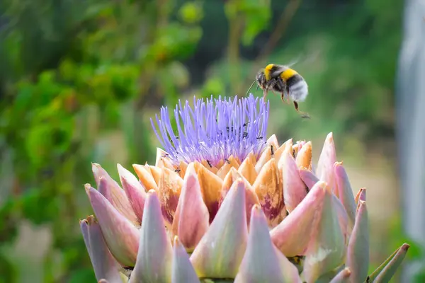 Enginar çiçeğinden nektar yudumlayan arı..